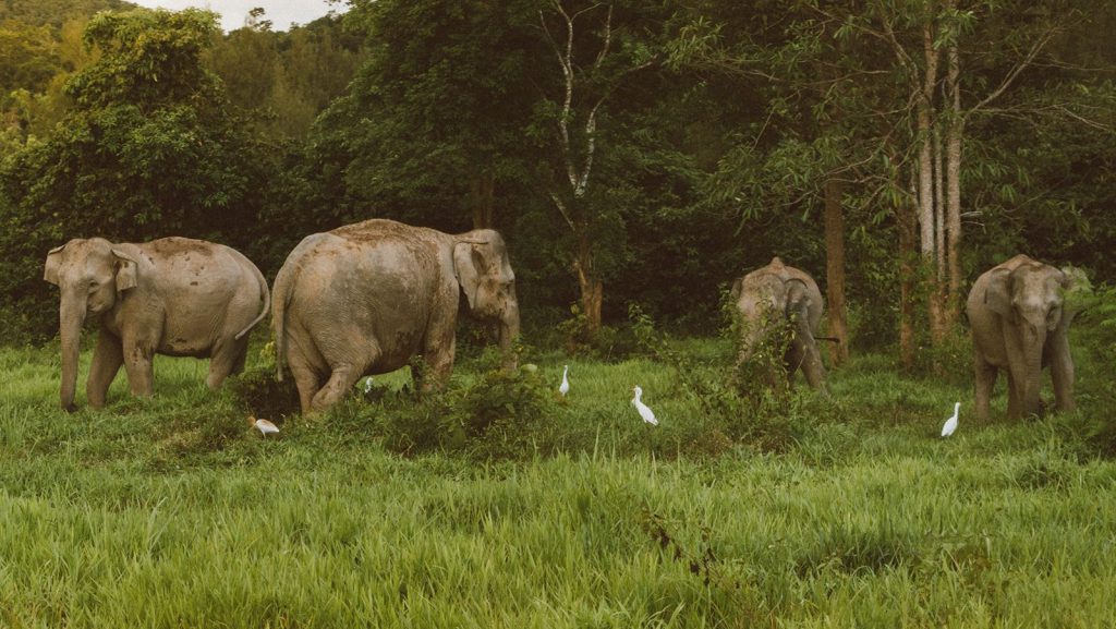 Elephants in Queen national park grazing on short grass on a Uganda wildlife safari