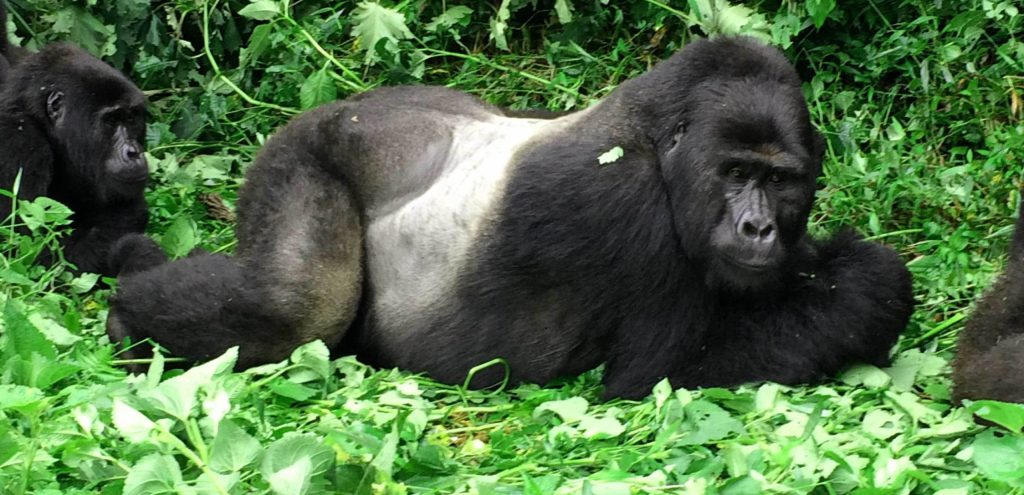 gorilla lying down on grass and tree leaves in bwindi national park