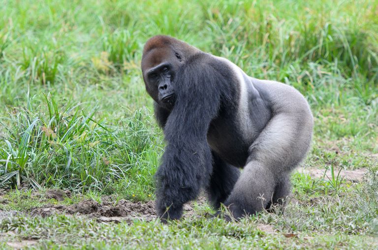 Uganda gorilla moving in short grass on a Uganda gorilla trekking safari