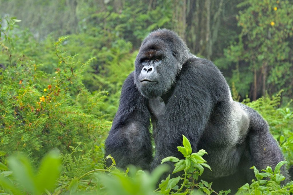 Gorilla standing firm in Bwindi forest national park on a Uganda gorilla trekking safari tour