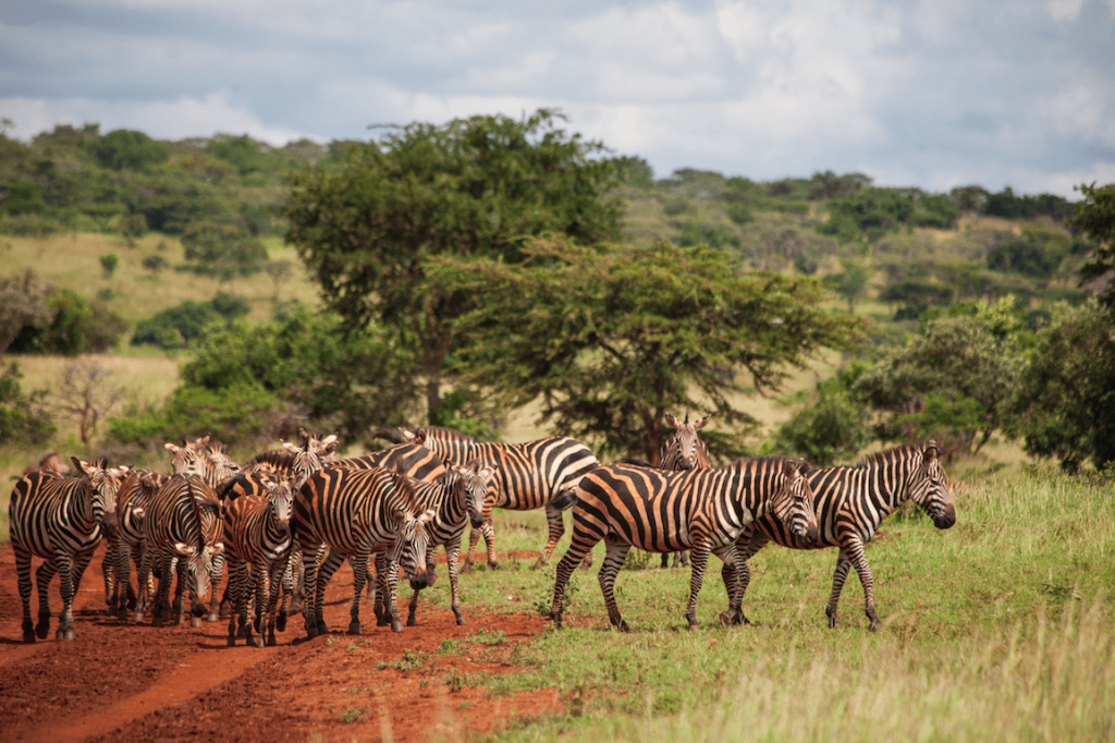 zebras in lake mburo national park on a Uganda wildlife safari