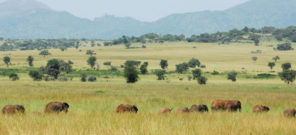 a clear view of elephants in kidepo national park during a 9 days Jinja-Kidepo Uganda safari tour