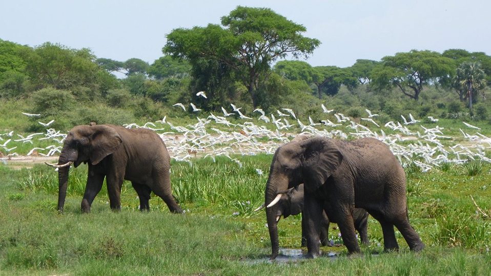 2 adult elephants and 1 young elephant moving in Murchison falls national park during a Uganda safari tour