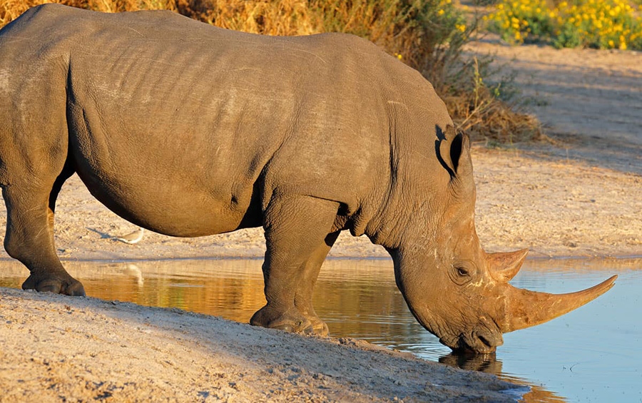 A Rhino taking water at the small pond at Ziwa rhino Sanctuary during a Uganda wildlife safari tour