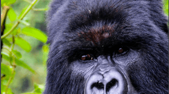 an angry gorilla seen on a uganda gorilla trekking safari in Bwindi national park