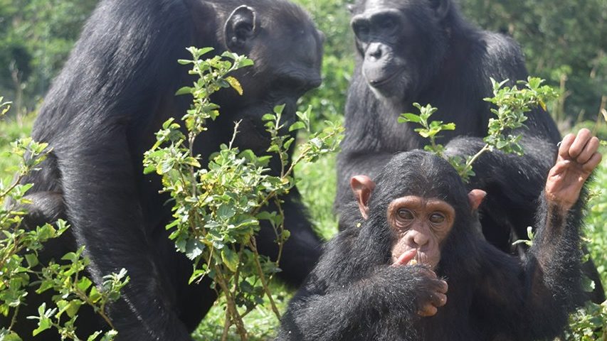 Ngamba chimpanzees on a Uganda chimpanzee safari tour at the Ngamba chimpanzee sanctuary