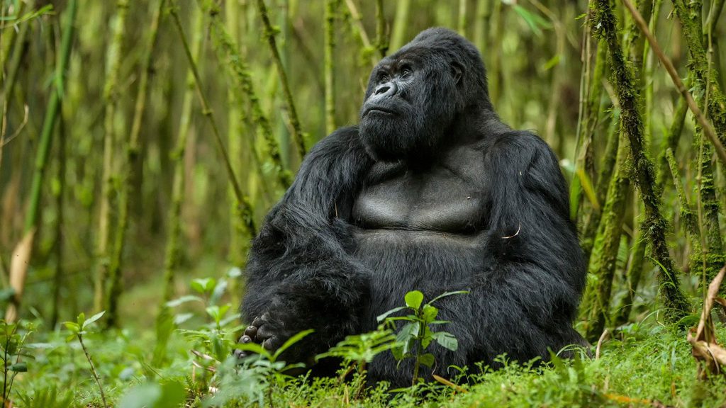a large gorilla innocently looking at tourists during a Uganda gorilla trekking safari