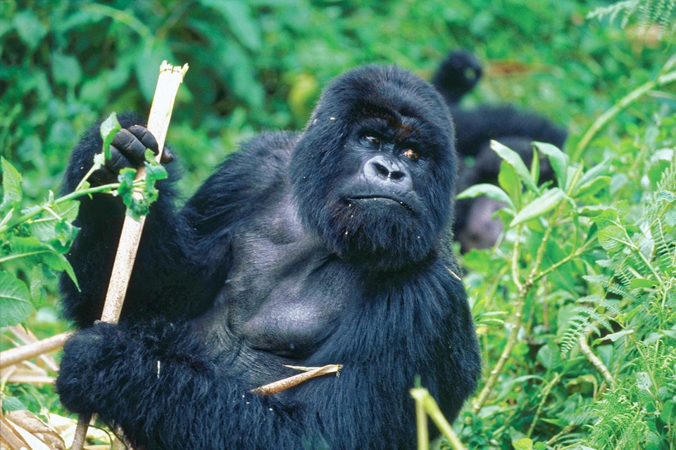 gorilla looking at a tourist as it holds a sugar cane on a gorilla trekking safari tour in Uganda