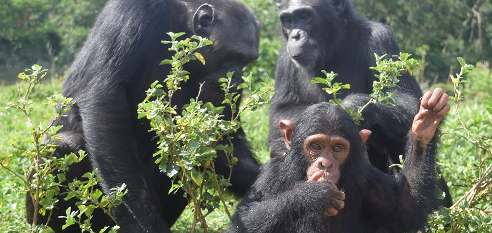 Ngamba family chimpanzee seen on a 3 days Ngamba chimpanzee safari tour