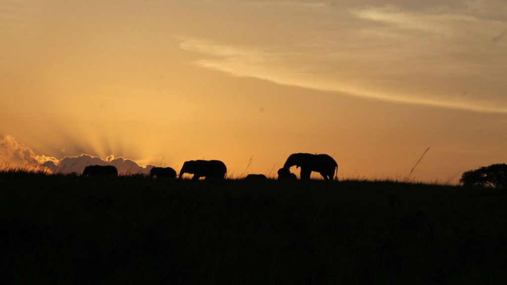 sunset on a late game drive in murchison falls on Uganda safari tour