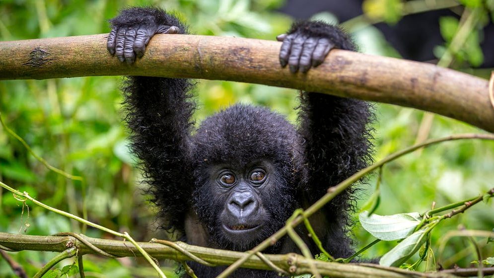 Baby gorilla seen on a uganda gorilla trekking safari in bwindi national park