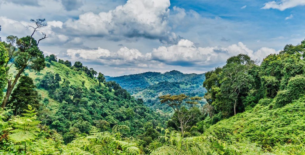 Bwindi impenetrable forest picture taken from a side 