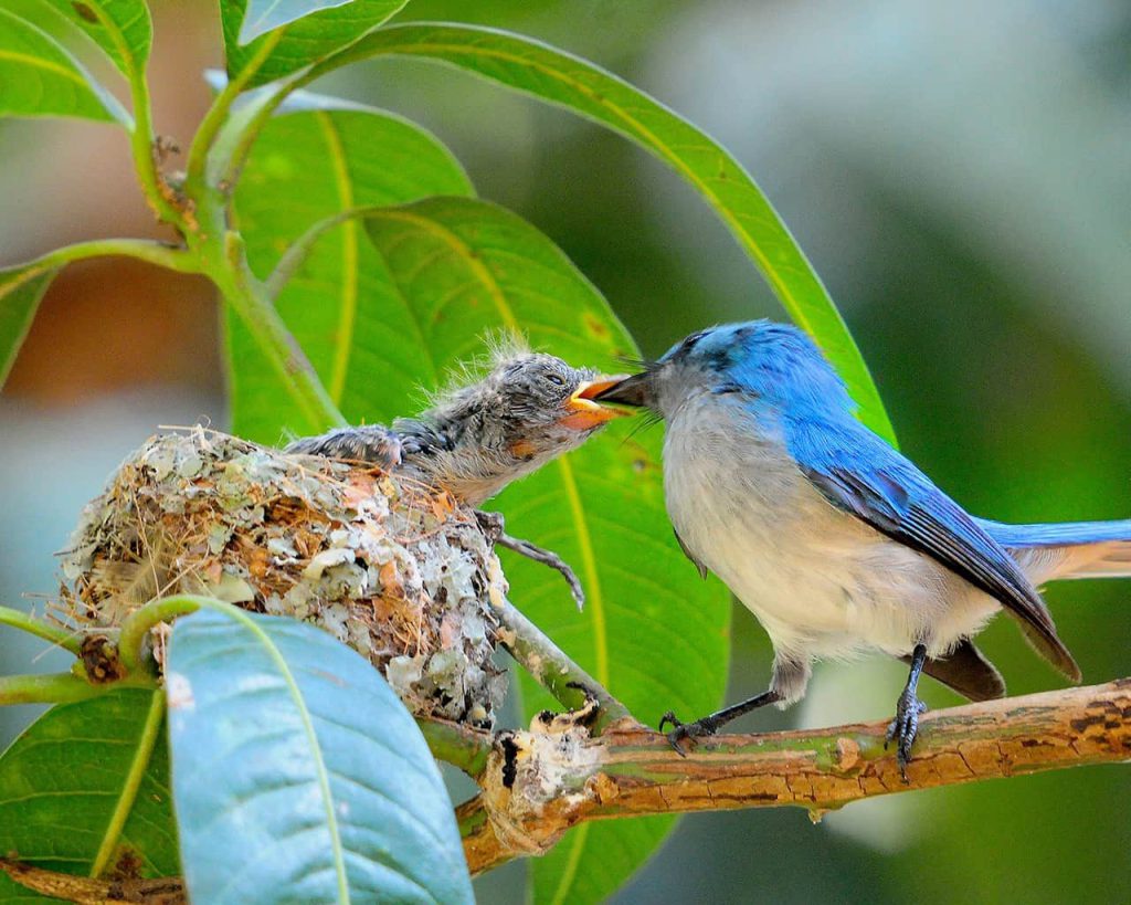 African Blue Fly Catcher phot got while Birding In Murchison falls National Park