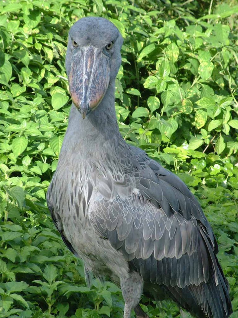 shoe Bill stork taken while Birding in urchison Falls National Park