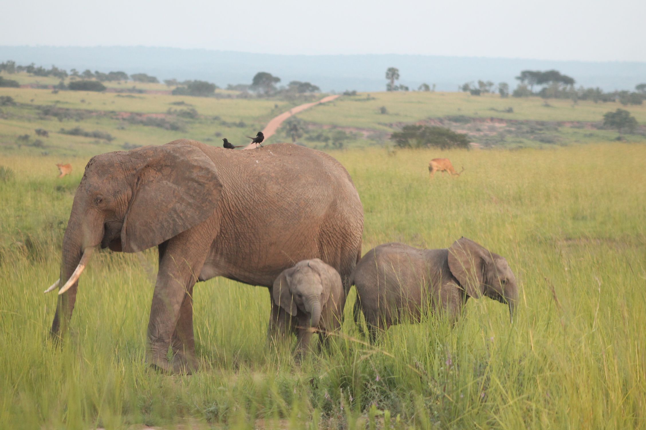 elephant on uganda safari
