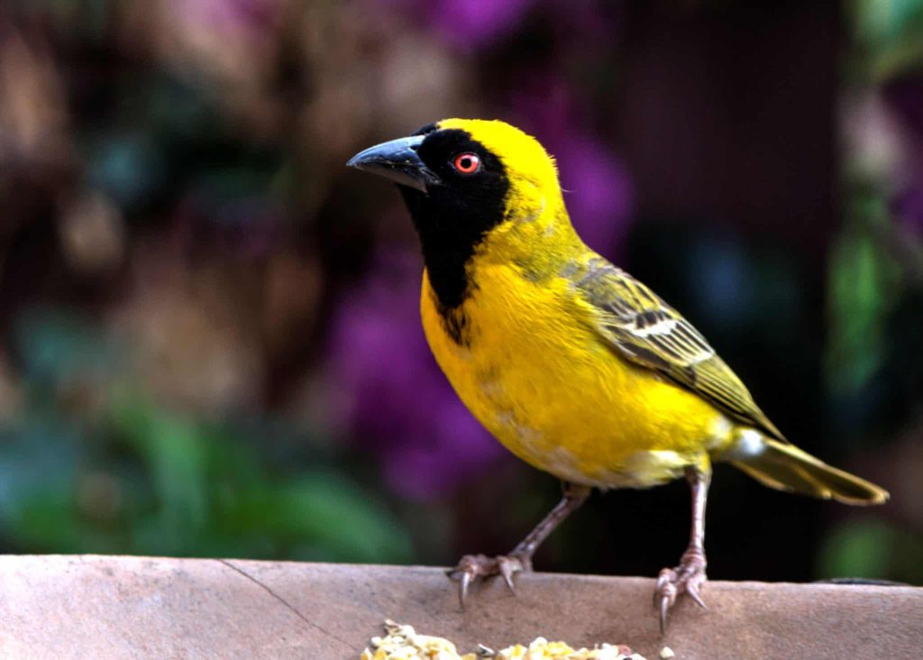 A local Bird in Murchison Falls National Park