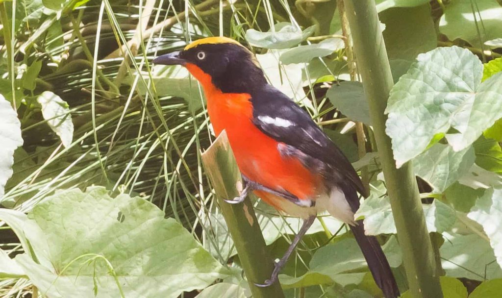 a bird in kibale national park