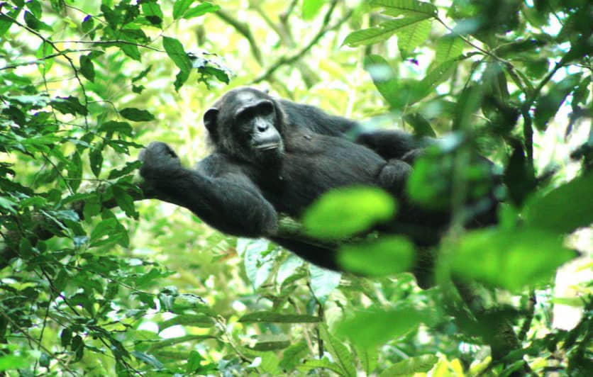 Chimpanzee resting on a tree in Kibale Forest National Park