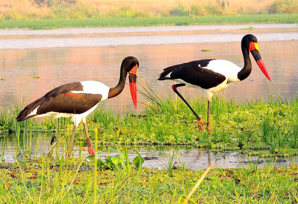 a saddle billed stork bird on the banks of river Nile