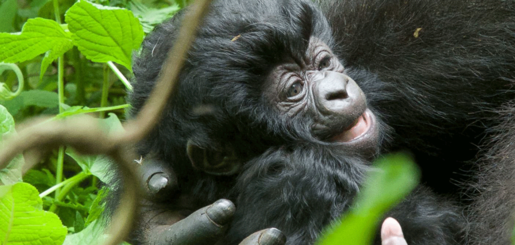 best of Uganda Primates Safari