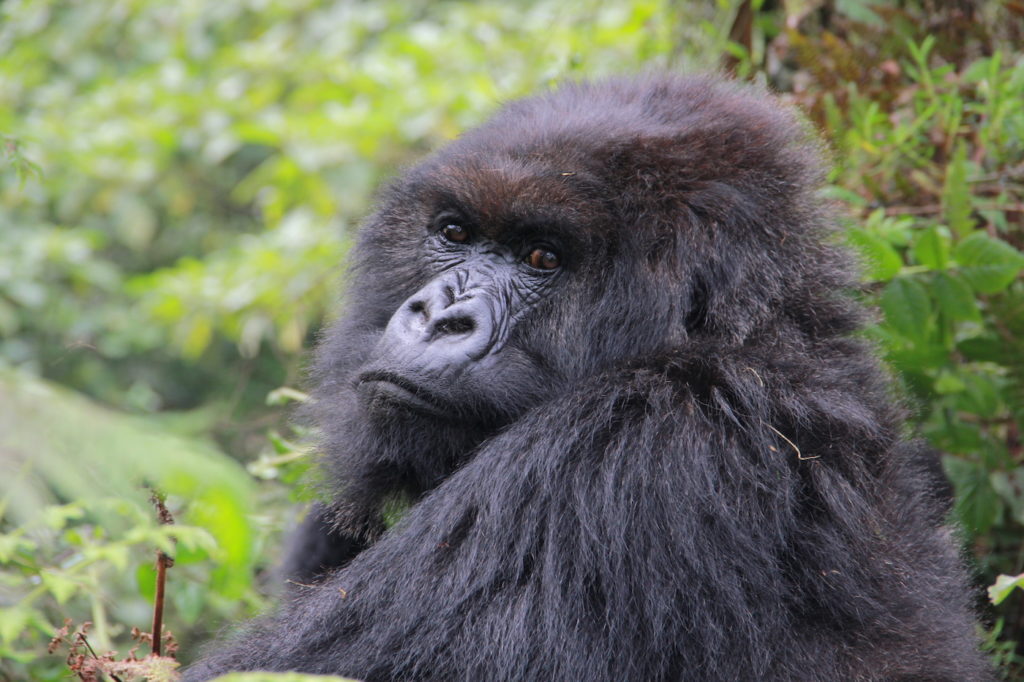 Number of Mountain Gorillas In Bwindi and QUESTIONS FOR THE BEST UGANDA SAFARIS