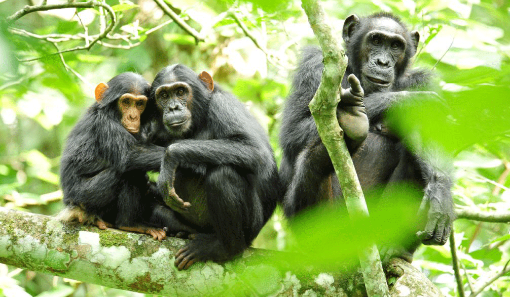 Primates group in Kibale - the Chimpanzee