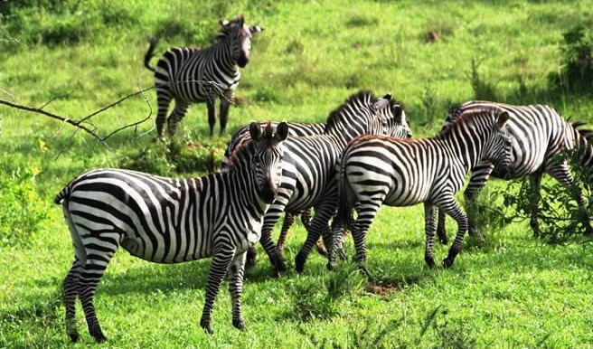 Zebras grazing in Lake Mburo National Park