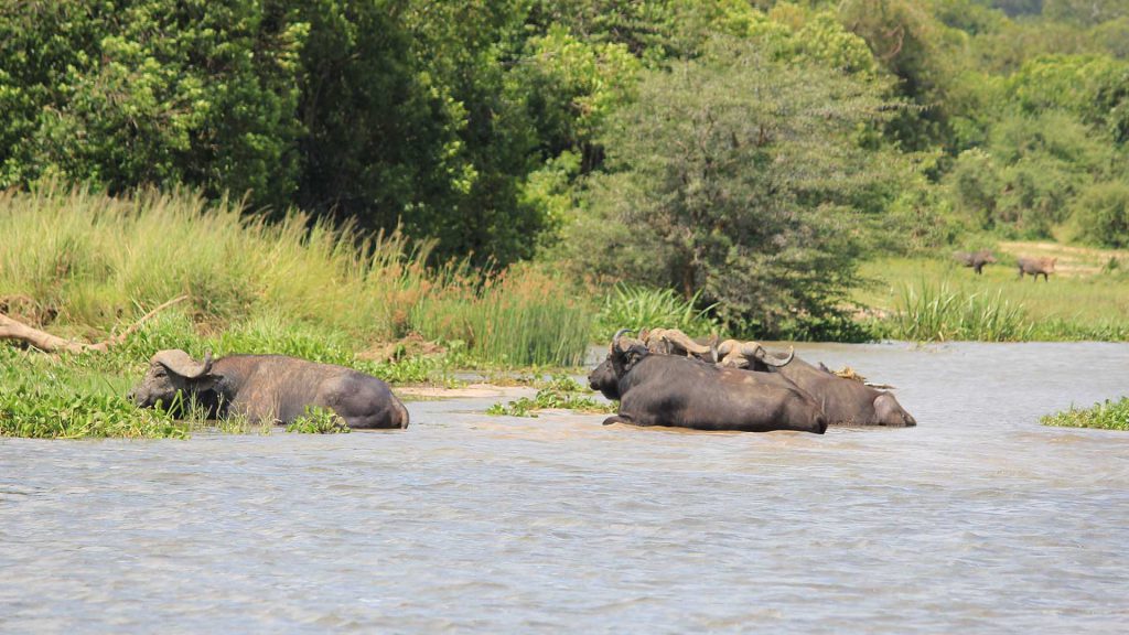 Buffaloes drinking Water In Queen Elizabeth National Park Uganda Safari