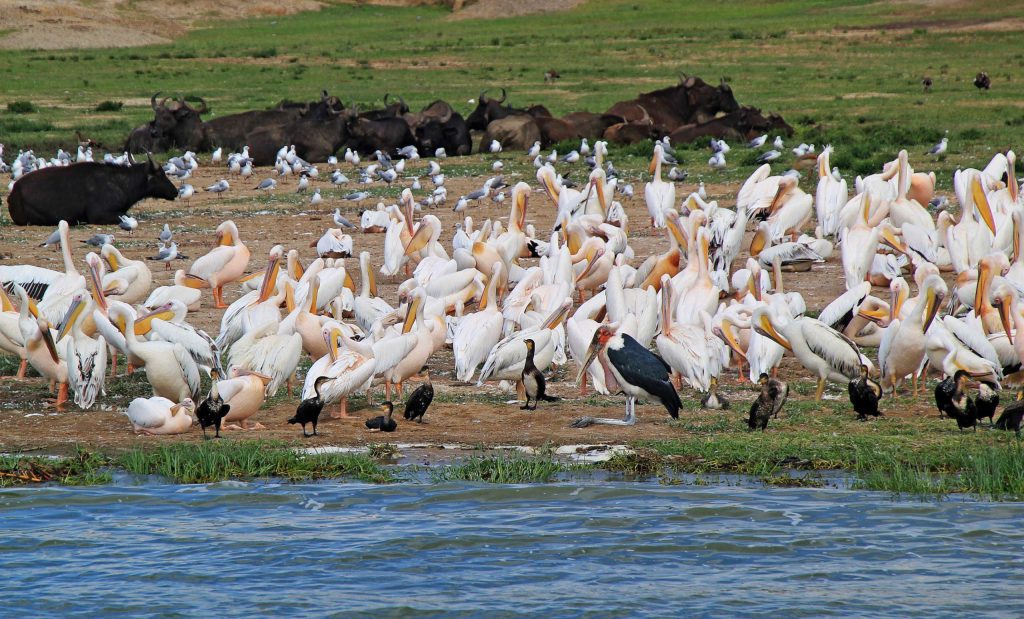 Birds taking some water at the banks of Lake Mburo National Park on a Uganda Safari