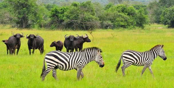 Lake Mburo National Park zebras on Uganda Safari