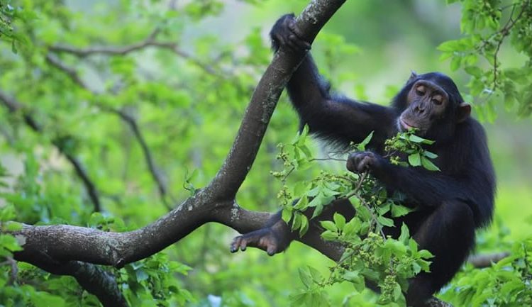 Uganda safari chimpanzee tours