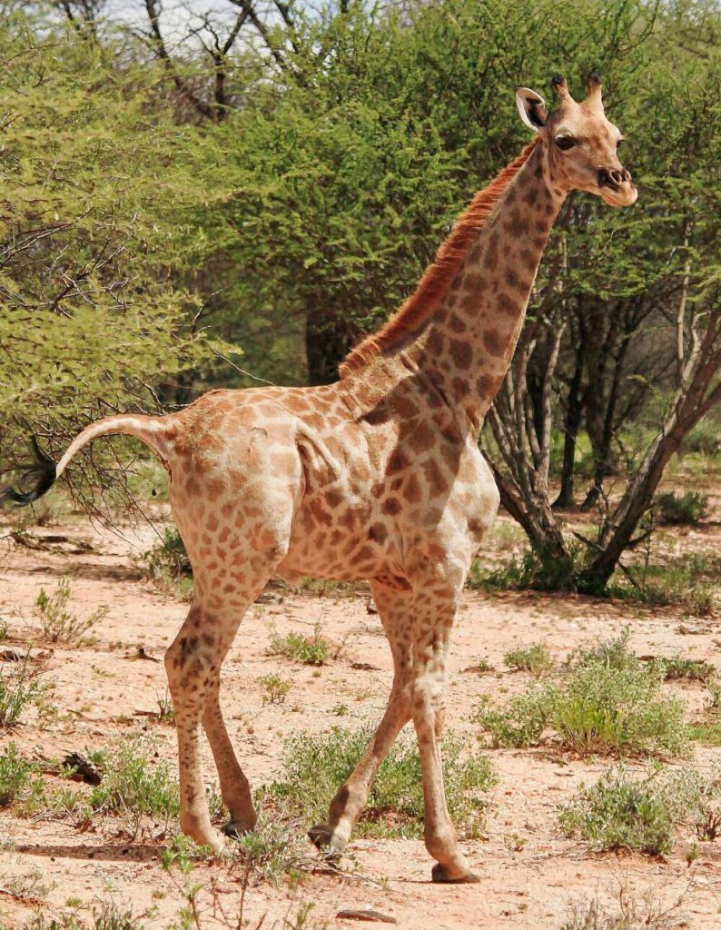 uganda's Dwarf Nubian Giraffe in Murchison Falls Uganda's Wildlife safari tours
