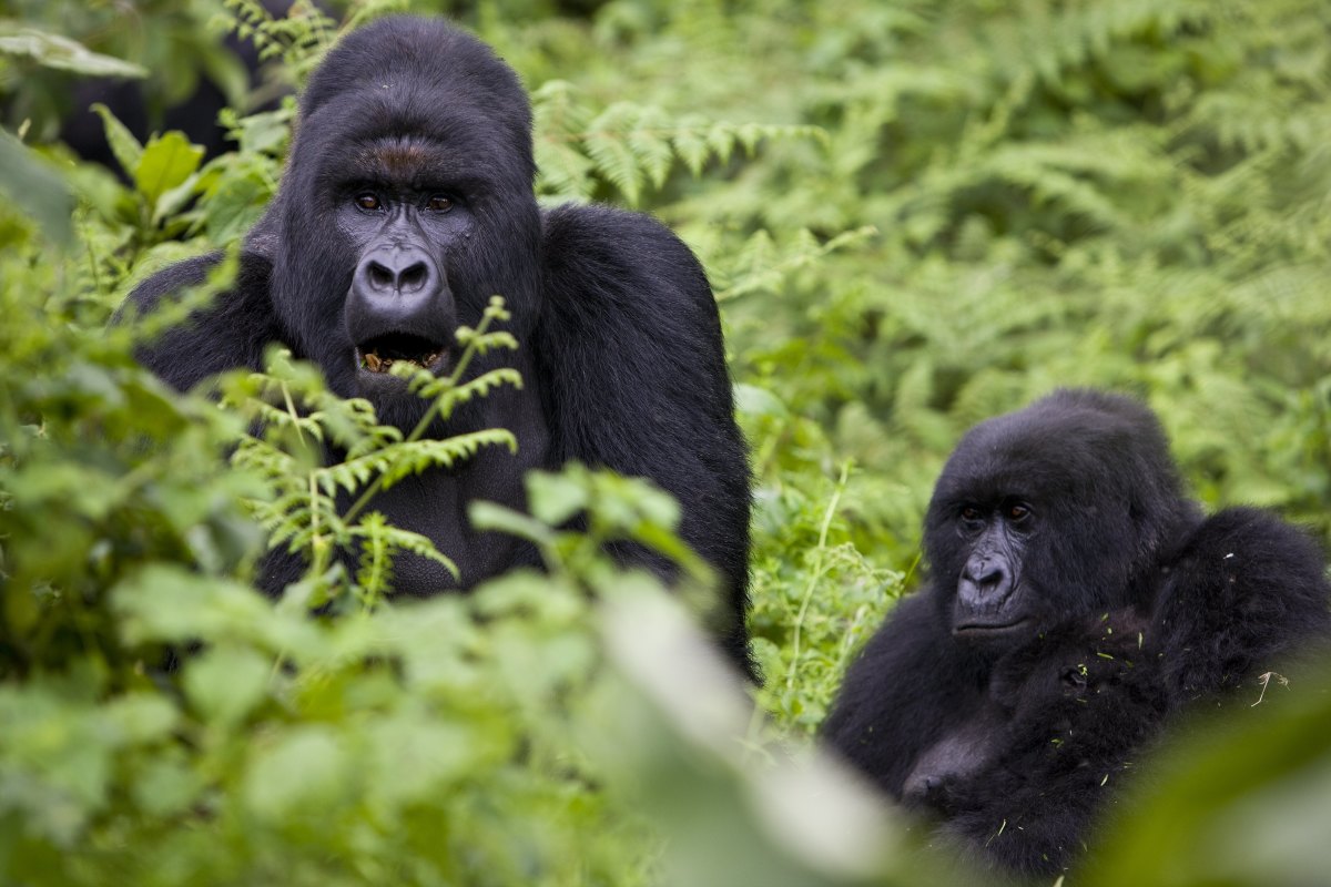 Gorilla trekking Safari tours in Uganda