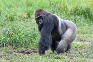 6 Days Safari in Murchison Falls, Kibale Forest and Bwindi